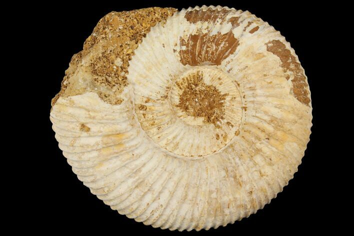 Perisphinctes Ammonite - Jurassic #100262